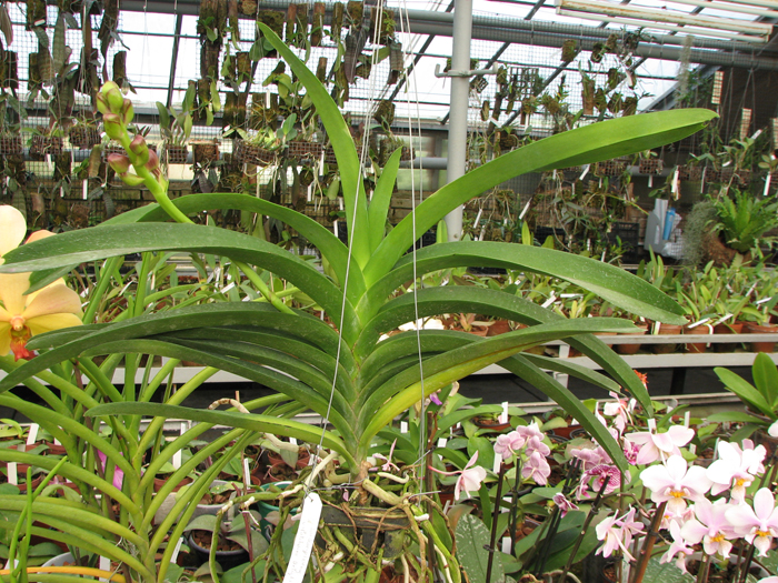 Vanda Sankhamphaeng x Vanda Patcharee's Delight.jpg
