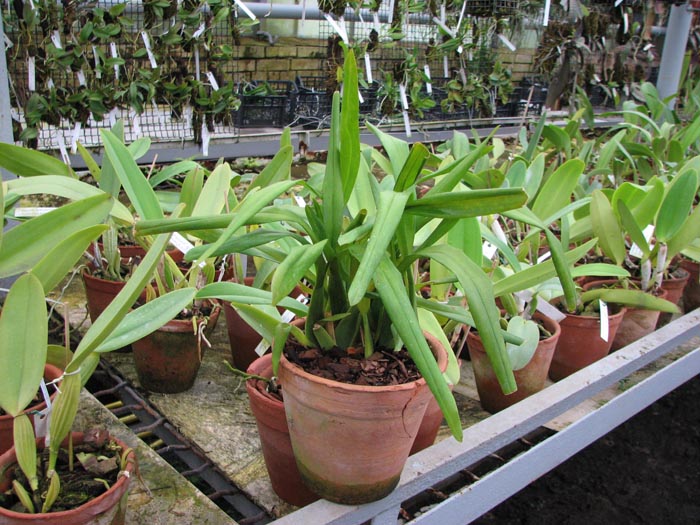 Miltonia clowesii.jpg