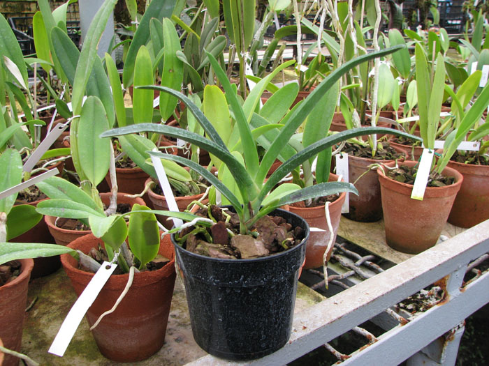 Angraecum Lady Lisa 'Rosemary' x sesquipedale.jpg