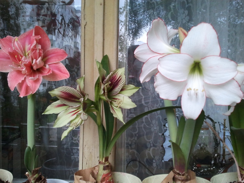 Вот такая компашка.