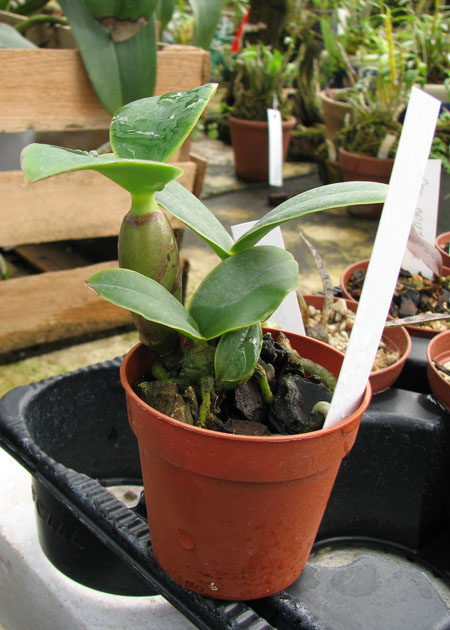 Cattleya nobilior amalie.jpg