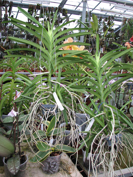 Vanda Mimi Palmer Fragrance.jpg