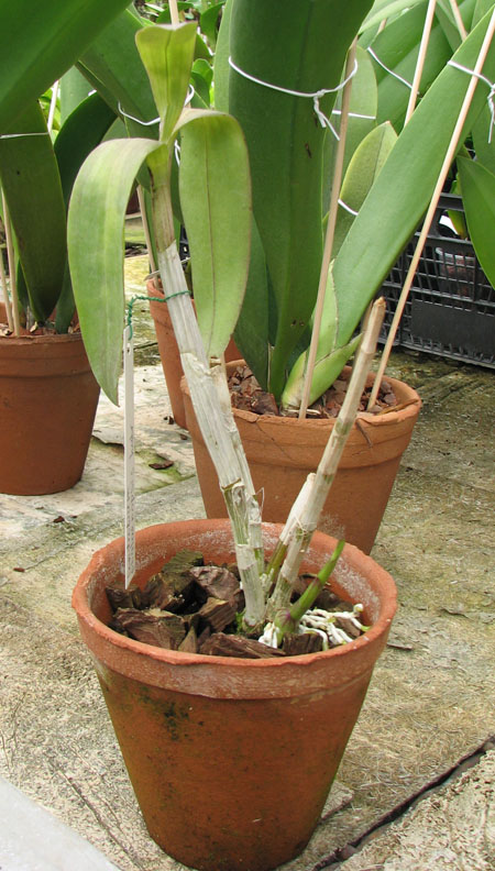 Dendrobium phalaenopsis hybr.jpg