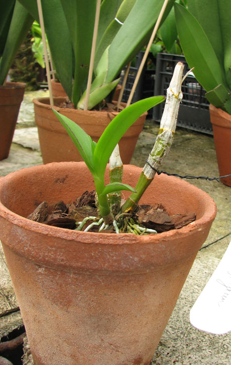 Dendrobium Kultana Fancy.jpg