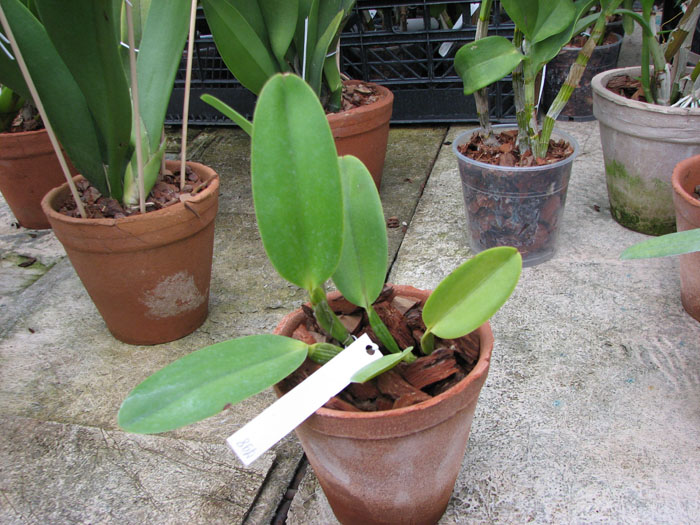 Cattleya warneri alba 'Alvinha' x Laelia praestans alba.jpg