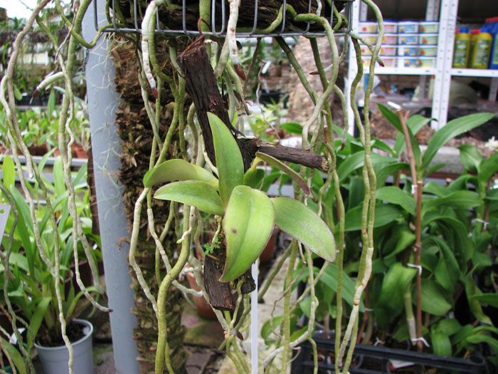 Laelia alaori alba 'Snow Flakes' x Laelia alaori alba 'SC'.jpg