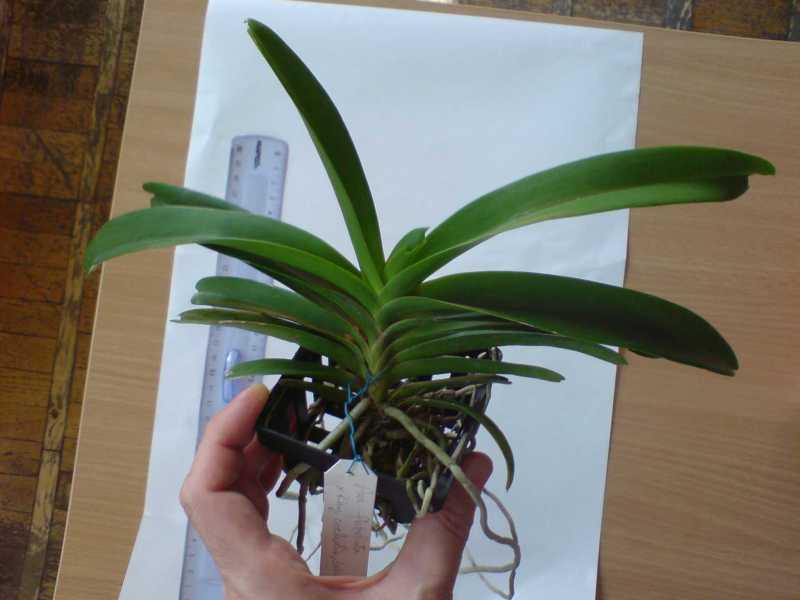 Aer. flabellata х Rhy. coelestis, blue (по бирке)