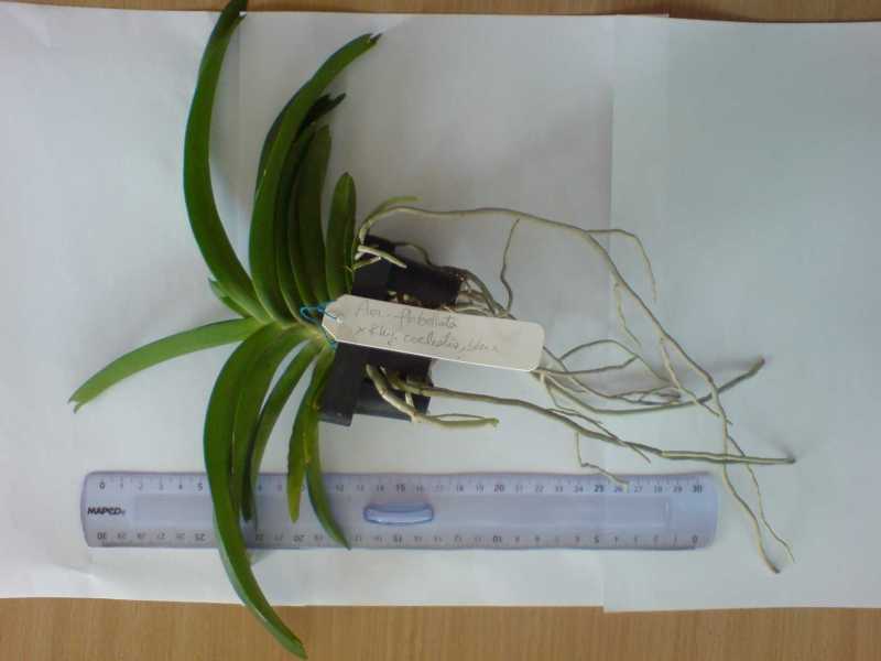 Aer. flabellata х Rhy. coelestis, blue (по бирке)