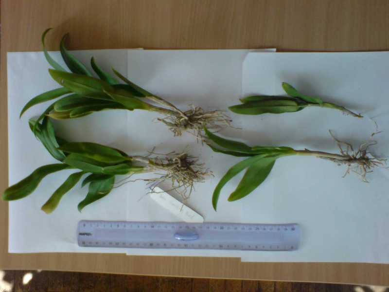 Den. Genting Red (по бирке)