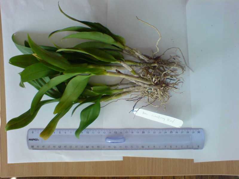 Den. Genting Red (по бирке)