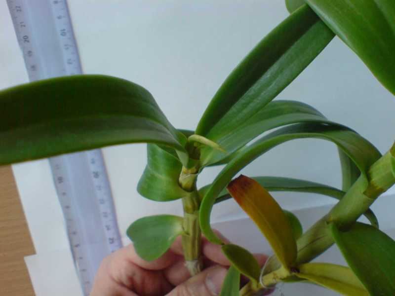 Dendrobium Bangkok Fragrance  или Den. Somkiet Blue (две бирки)