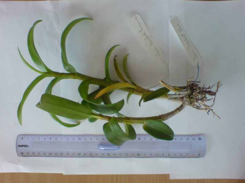 Dendrobium Bangkok Fragrance  или Den. Somkiet Blue (две бирки)