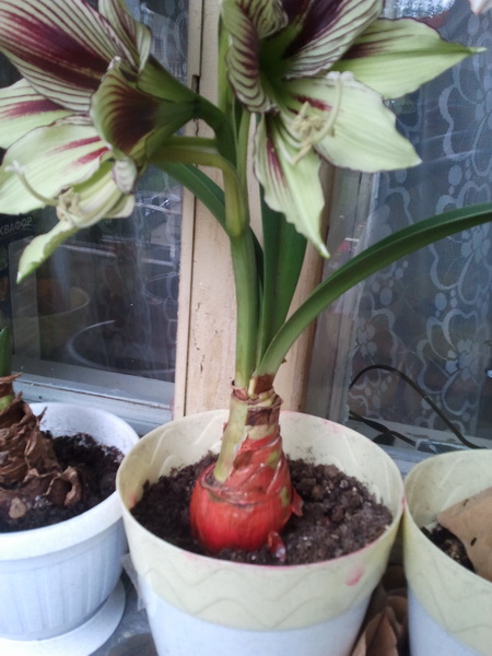 2012-07-17 18.49.40_новый размер.jpg