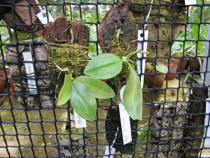 Phalaenopsis zebrina.jpg