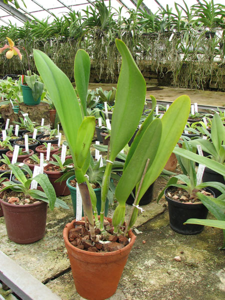 Brassolaeliocattleya Toshie Aoki 'Pizazz Subv OC'.jpg