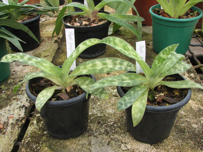 Paphiopedilum purpuratum.jpg