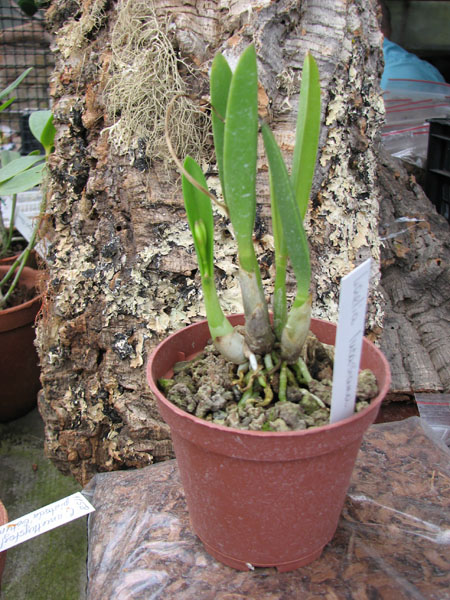 Laelia lucasiana.jpg