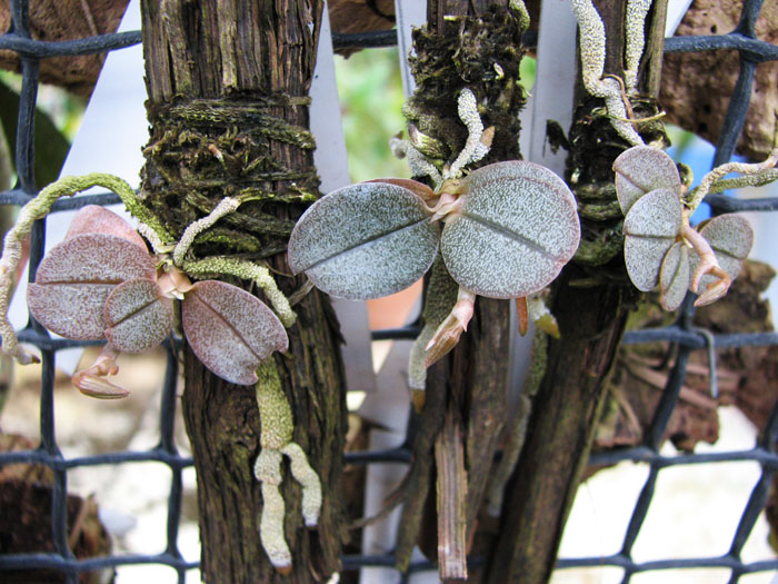 Aerangis punctata.jpg