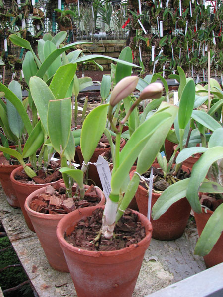 Laeliocattleya Sakura Candy.jpg