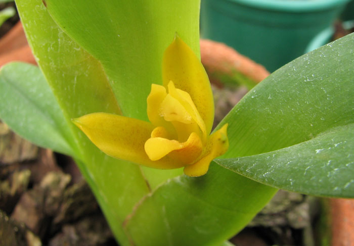 Maxillaria discolor.jpg