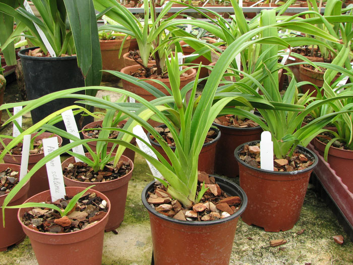 Phragmipedium Petit Anquette (pearcei x dalessandroi).jpg