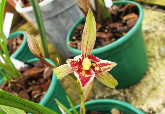 Cymbidium sinense 'Formosa Fairy'.jpg