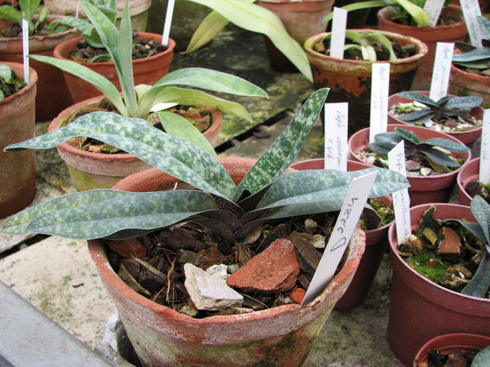 Paphiopedilum armeniacum '#17' x Paphiopedilum vietnamense 'In-Charm'.jpg