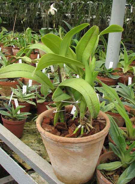 Coilostylis ciliaris.jpg