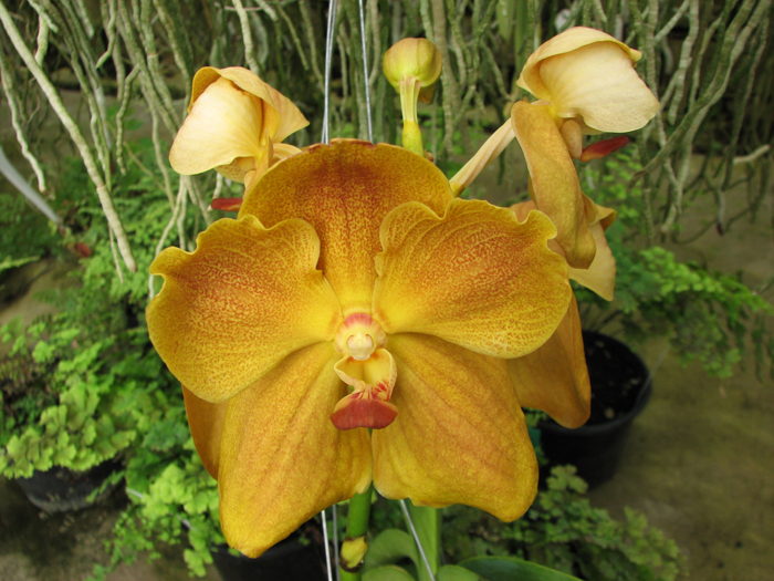 Vanda Sumon Spot x Ascocenda Pahirot x Ascocenda Kutlana Brown.jpg