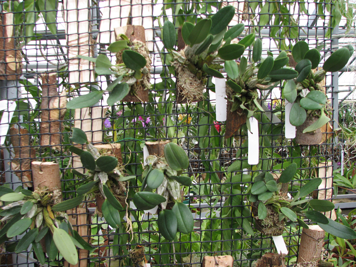 Dendrobium lindleyi.jpg