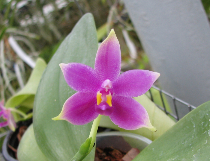 Phalaenopsis violacea 'Borneo'.jpg