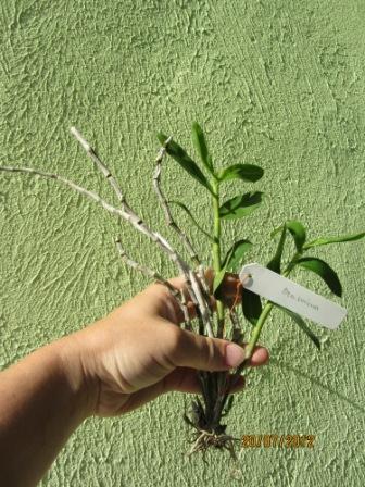 Dendrobium unicum.JPG