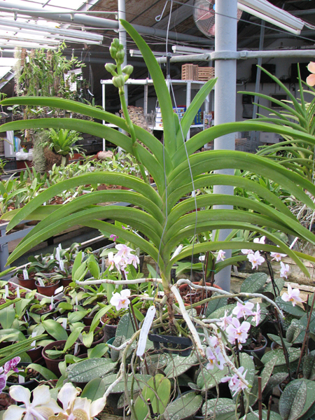 Vanda Thananchai x Ascocenda Kultana Brown.jpg