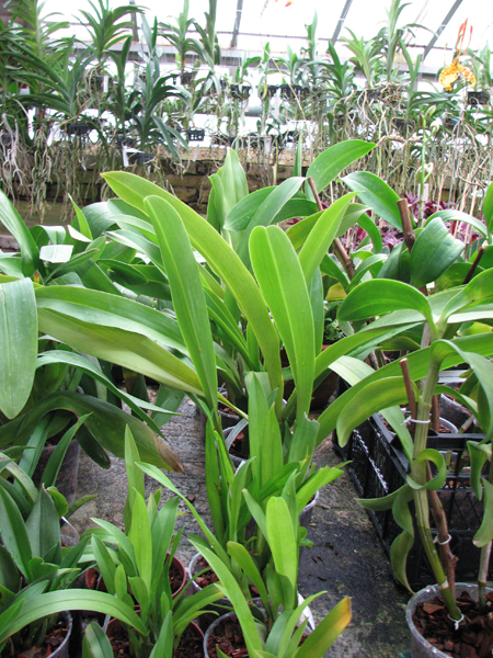 Brassia Enteral Wind 'Summer Dream'.jpg