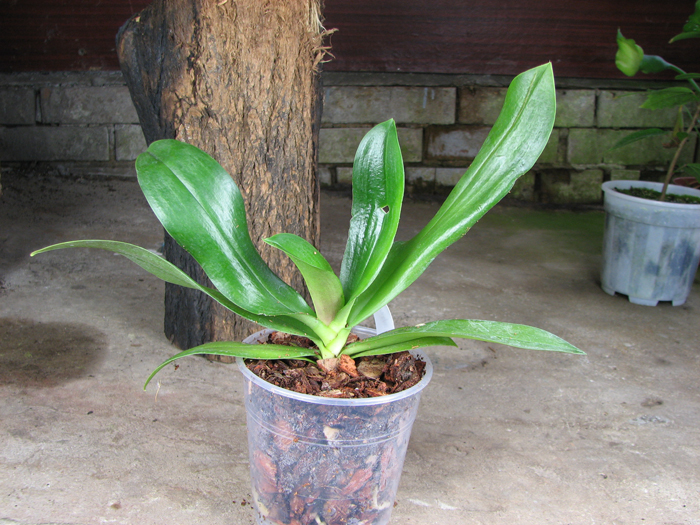 Phalaenopsis Mini Mark 'Maria Teresa'.jpg