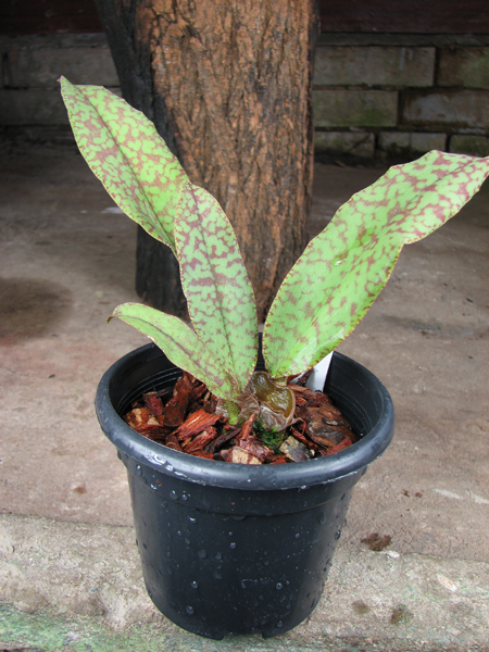 Psychopsis Butterfly (sanderae x papilio).jpg