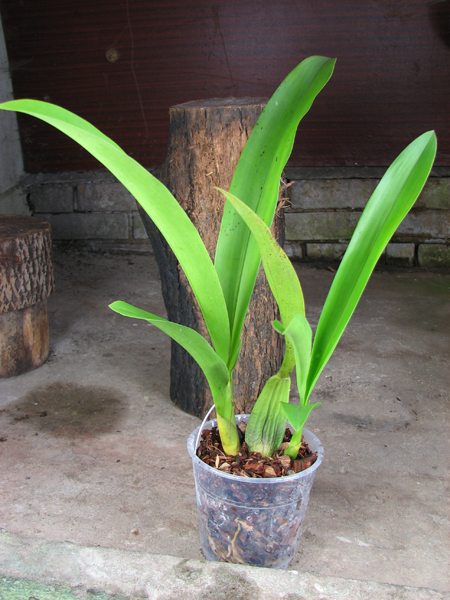 Brassia Enteral Wind 'Summer Dream'.jpg