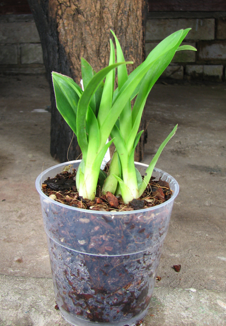 Oncidium Twinkle 'CT Delight'.jpg