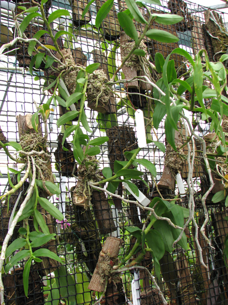 Dendrobium anosmum.jpg