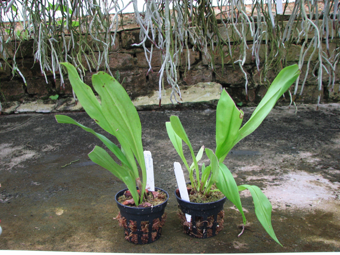 Dracula chimaera.jpg