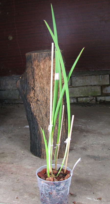 Laelia purpurata x Brassavola cucullata.jpg
