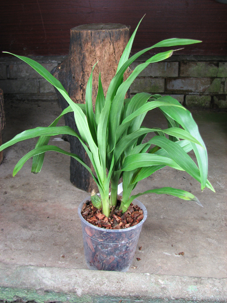 Propetalum Mathina 'Elizabeth'.jpg