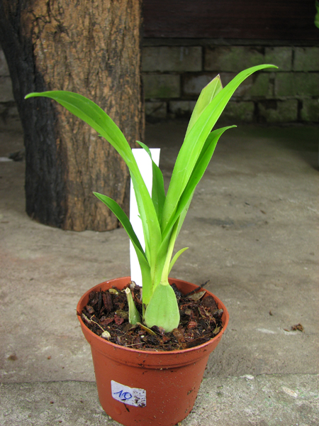 Oncidium Twinkle 'CT Golden Fragrance'.jpg