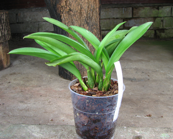 Howeara Lava Burst 'Little Dragon'.jpg