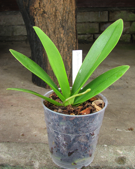 Doritaenopsis Tzu Chiang Sapphire.jpg