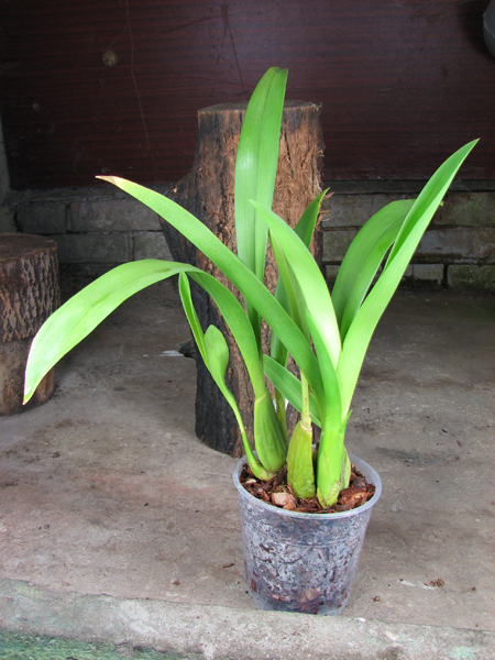 Beallara Tropic Splendour 'Everglade'.jpg