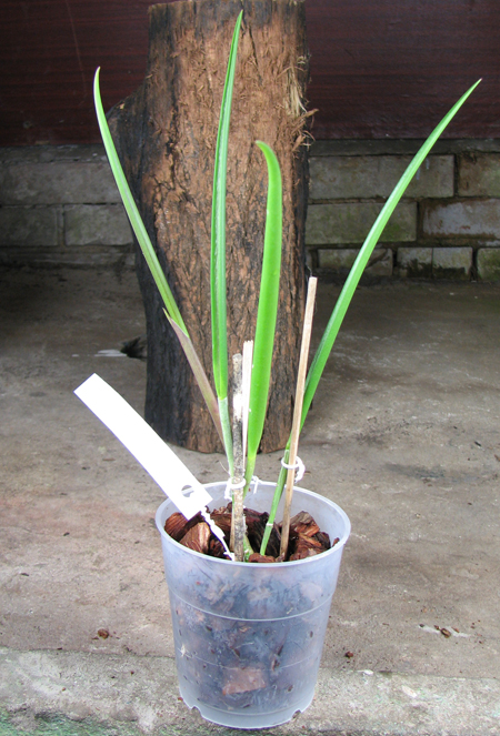 Brassavola David Sander.jpg