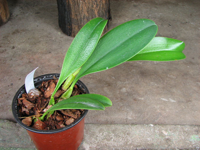 Bulbophyllum Hsinying Grand-arfa.jpg