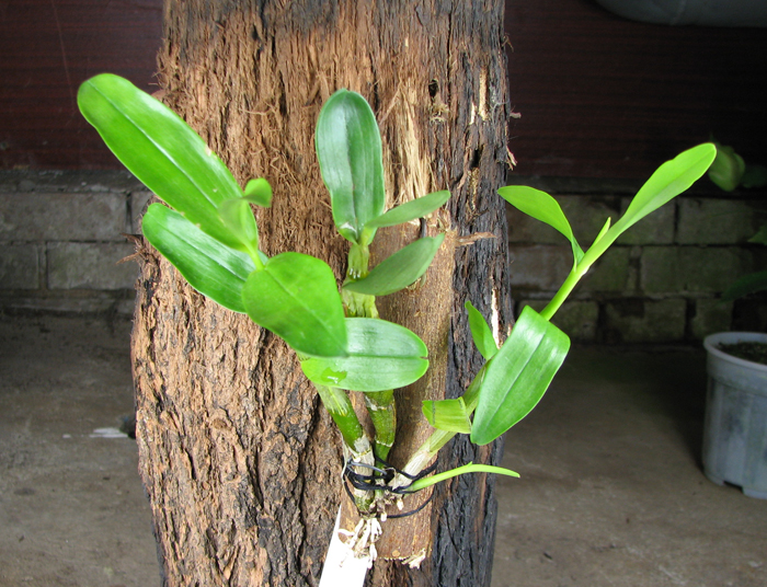 Dendrobium Gold Papillon 'Liberty Bell'.jpg