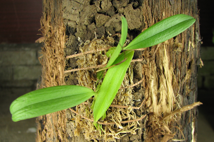 Bulbophyllum hirundinis.jpg